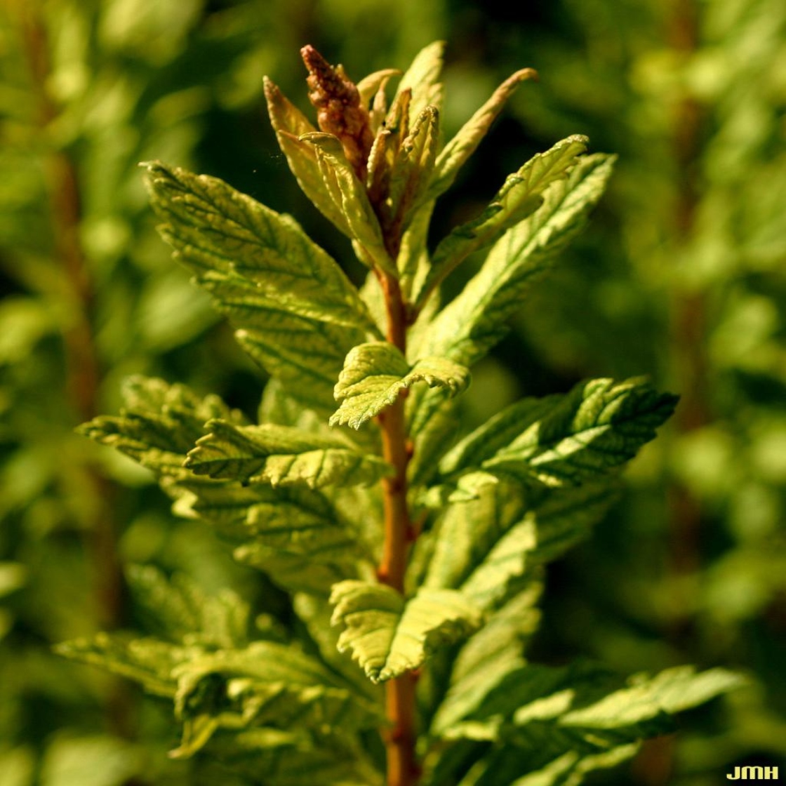 Spiraea tomentosa var. rosea (Raf.) Fern. (hardhack), leaves