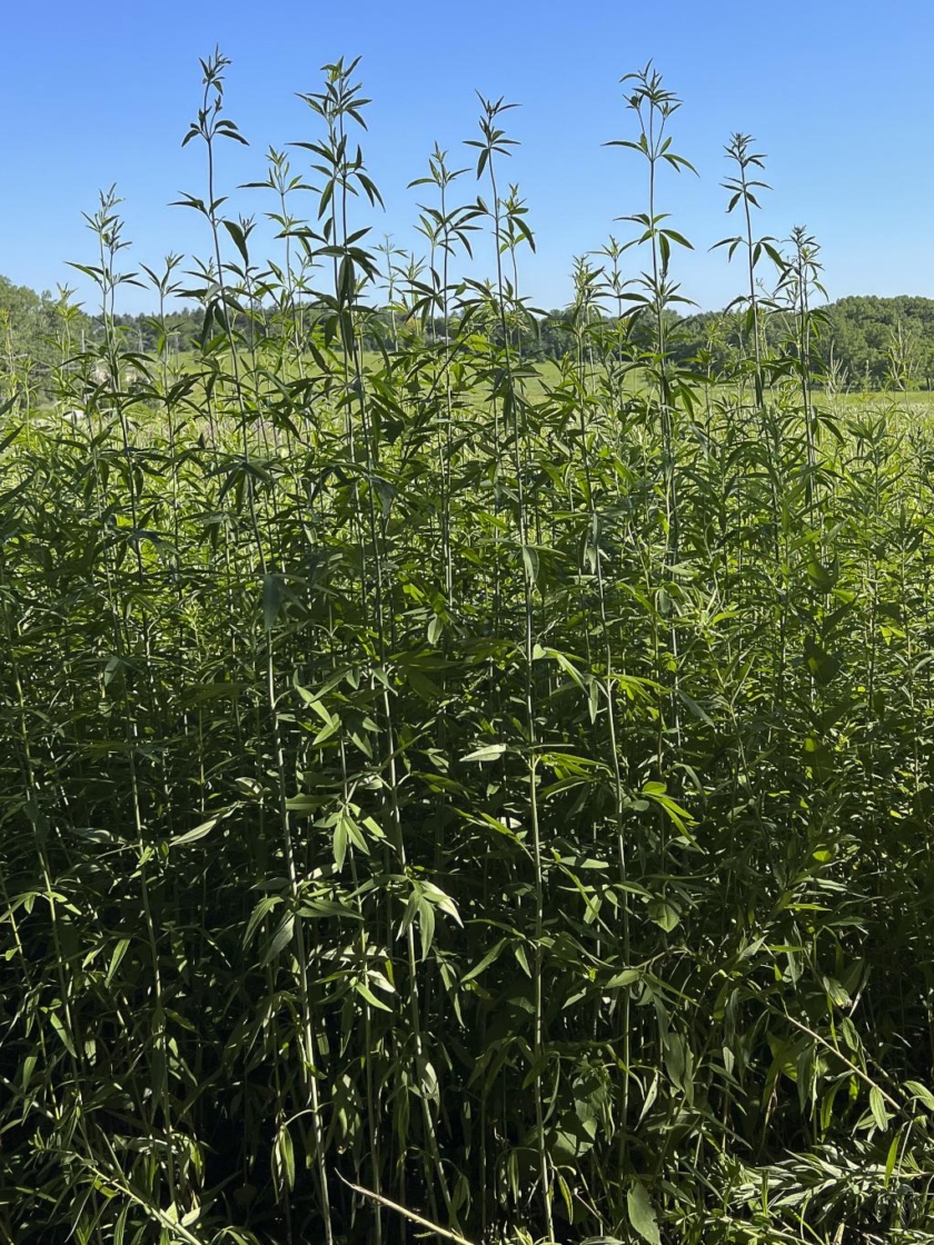 Coreopsis tripteris L. (tall coreopsis), form