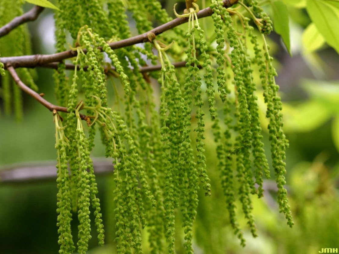Carya cordiformis (Wang.) K. Koch (bitternut hickory), flowers