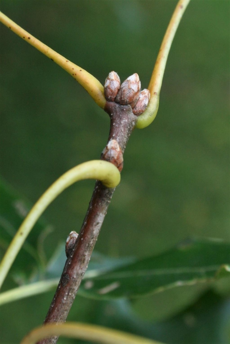 Quercus ellipsoidalis (Hill's Oak), bud, terminal