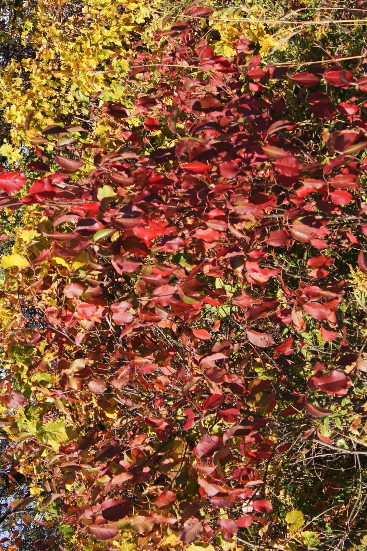 Nannyberry | The Morton Arboretum