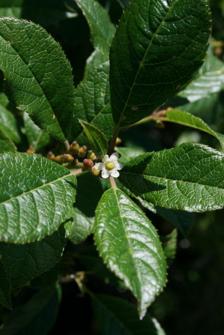 Winterberry – A Holly Like No Other – Norfolk Botanical Garden