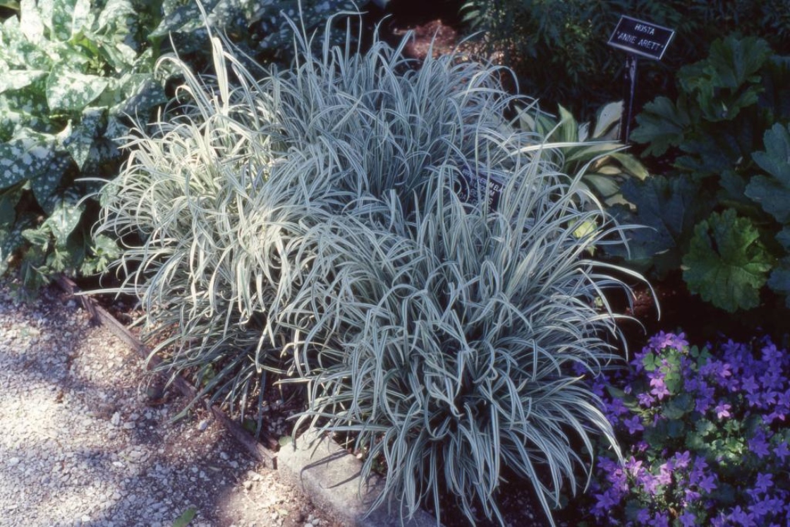Arrhenatherum elatius var. bulbosum ‘Variegatum’ (Variegated tuber oat-grass), habit