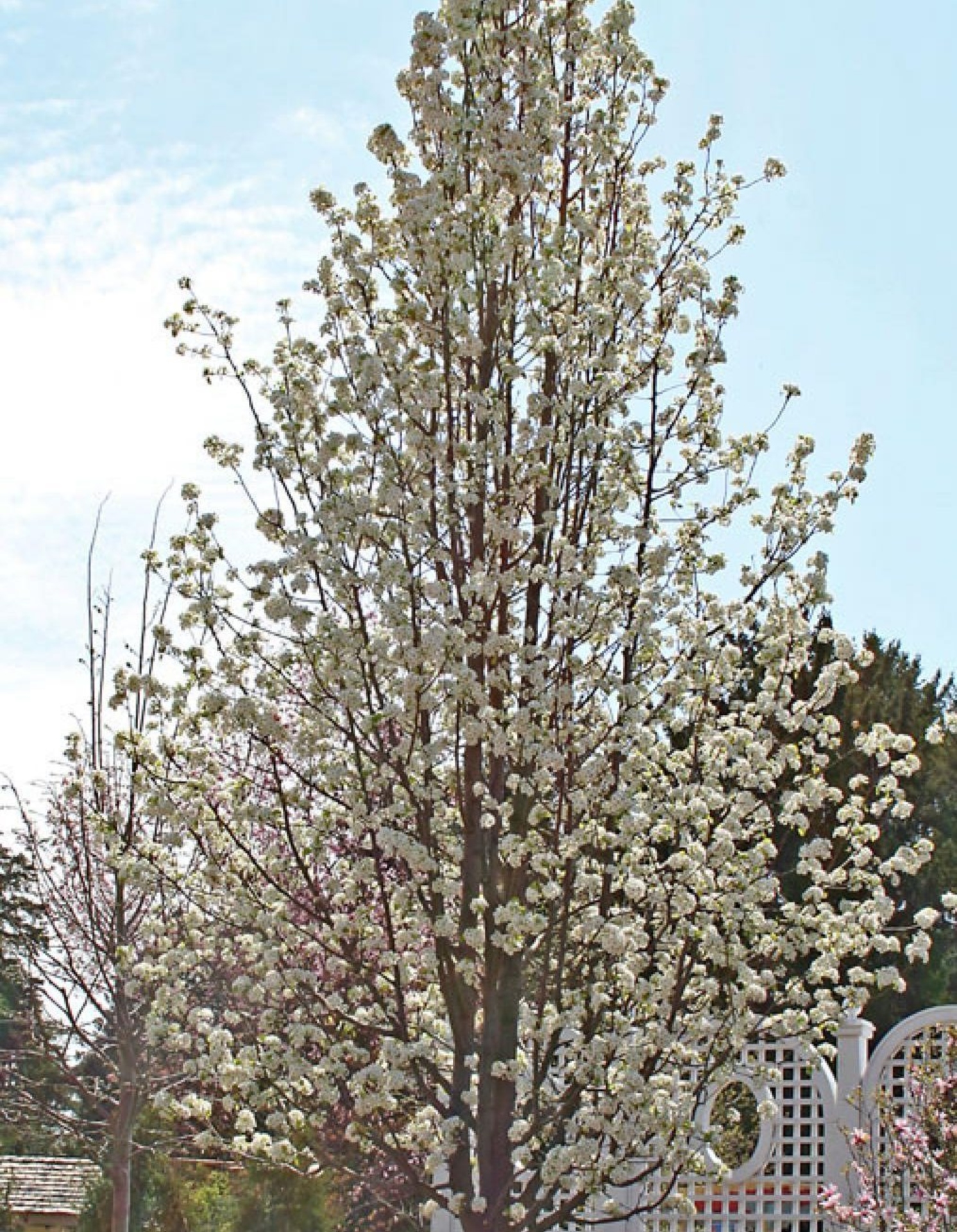 Callery Pear Not Recommended The Morton Arboretum