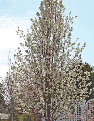 Pyrus calleryana ‘Chanticleer’ (Chanticleer callery pear), growth habit, tree form