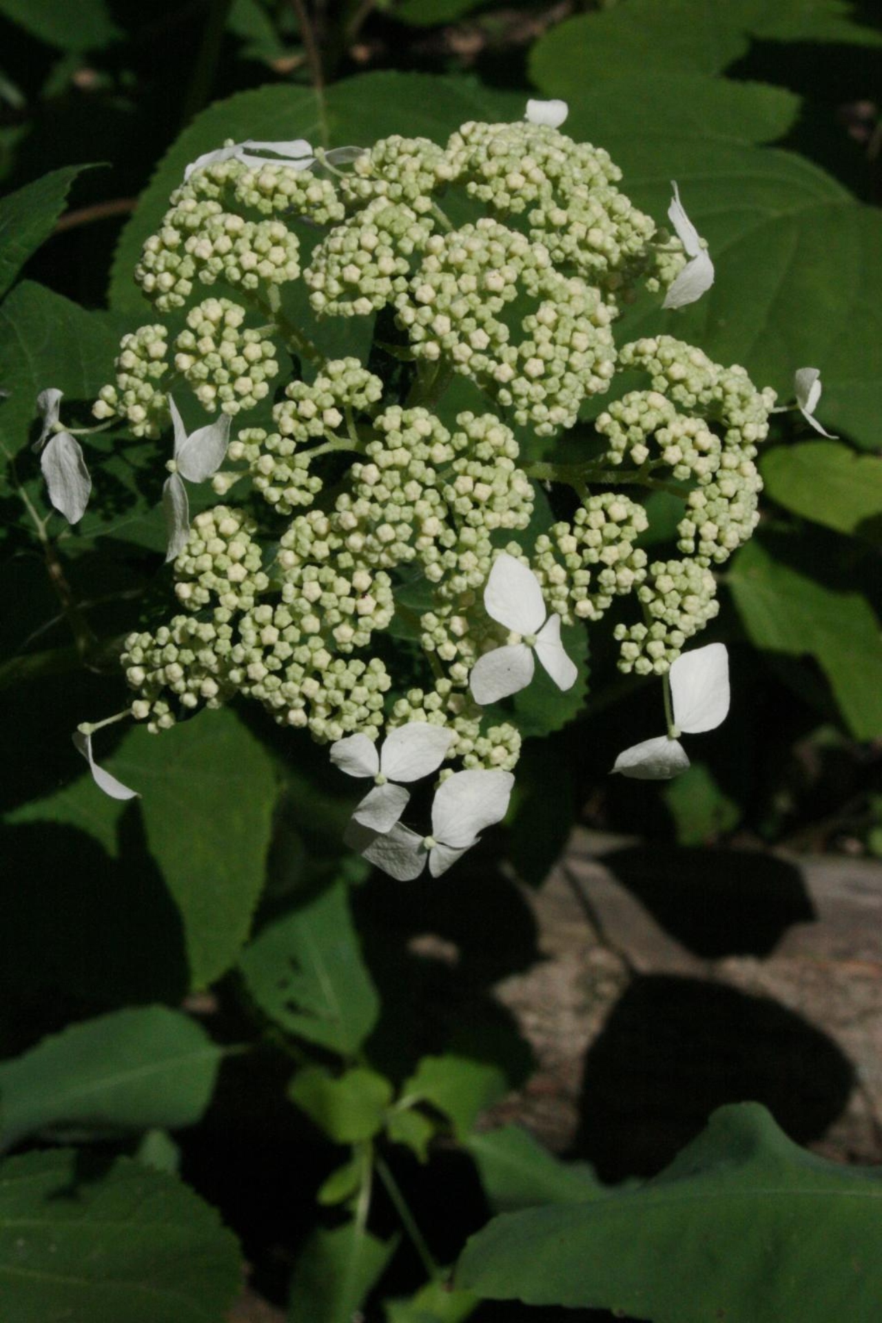 Wild hydrangea | The Morton Arboretum