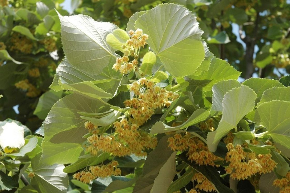 Tilia tomentosa ‘Sterling’ (STERLING SILVER™ silver linden), inflorescence