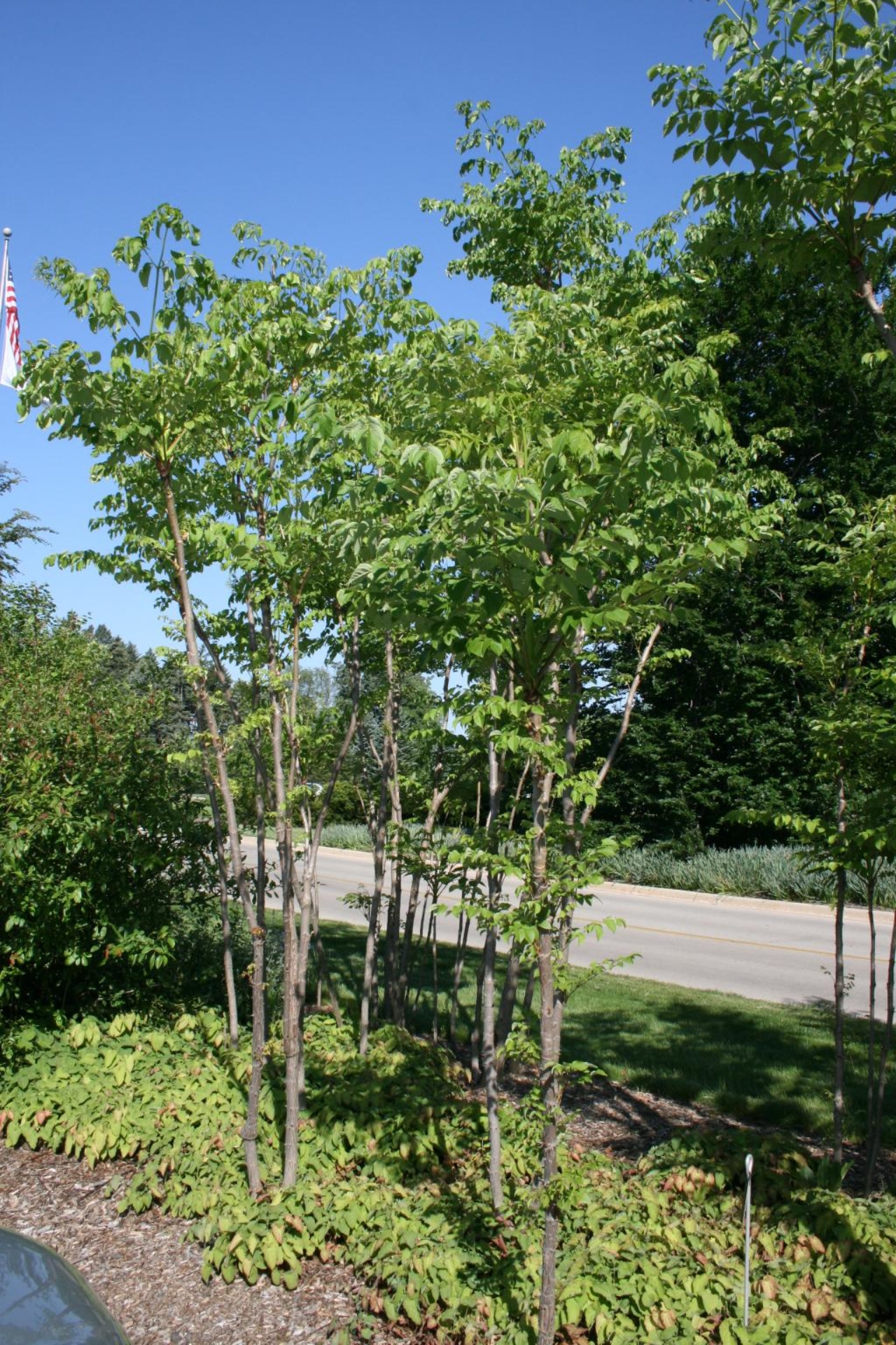 devil-s-walking-stick-the-morton-arboretum