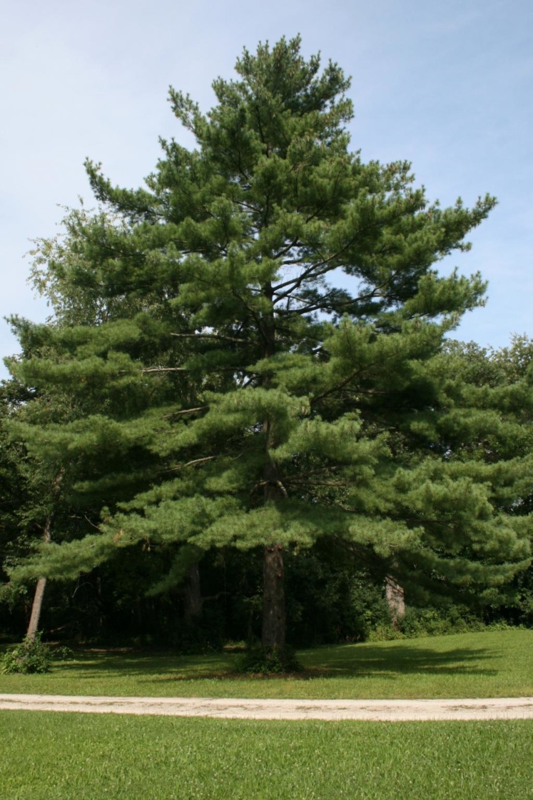 Pinus strobus / Eastern White Pine