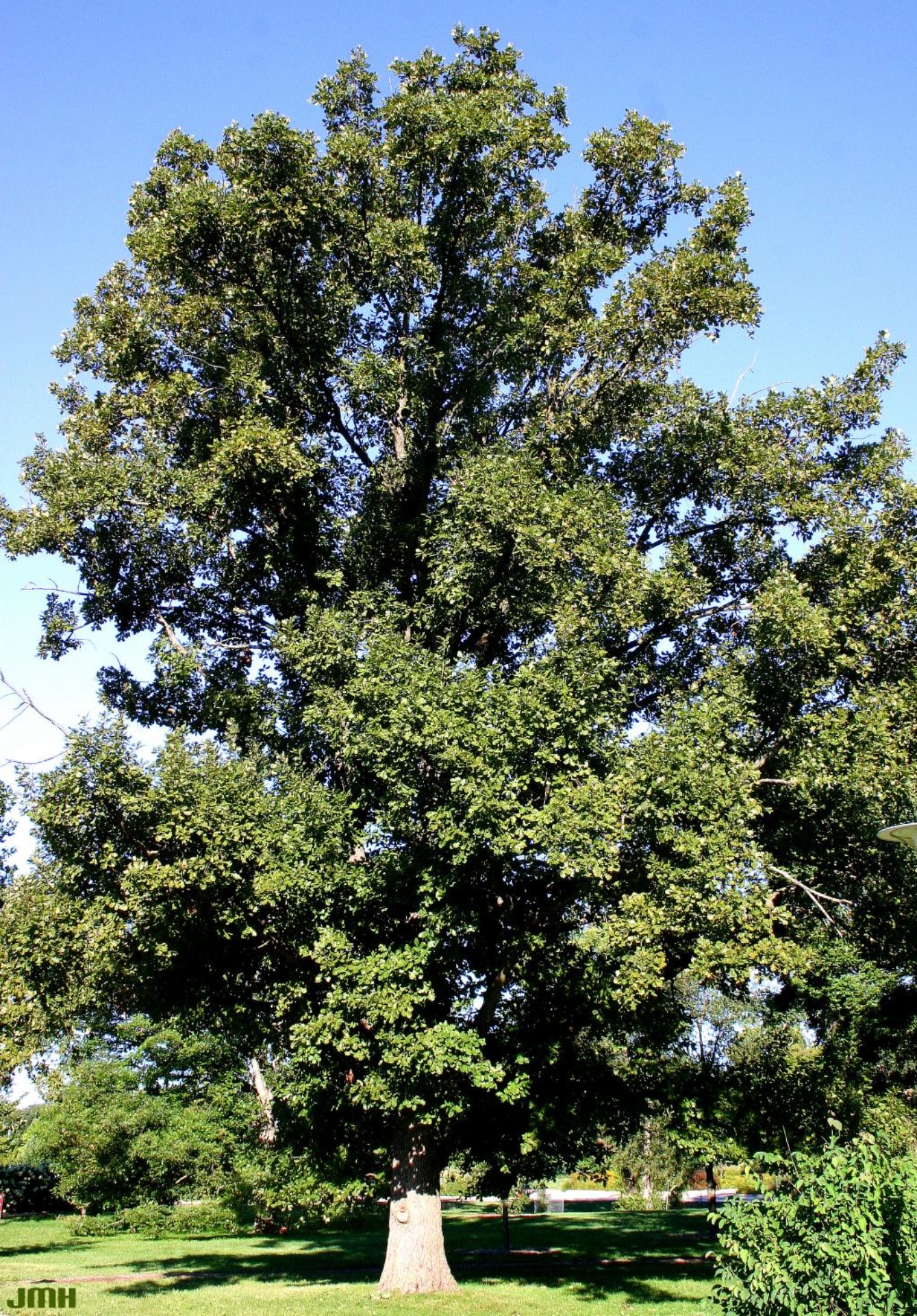 English oak | The Morton Arboretum