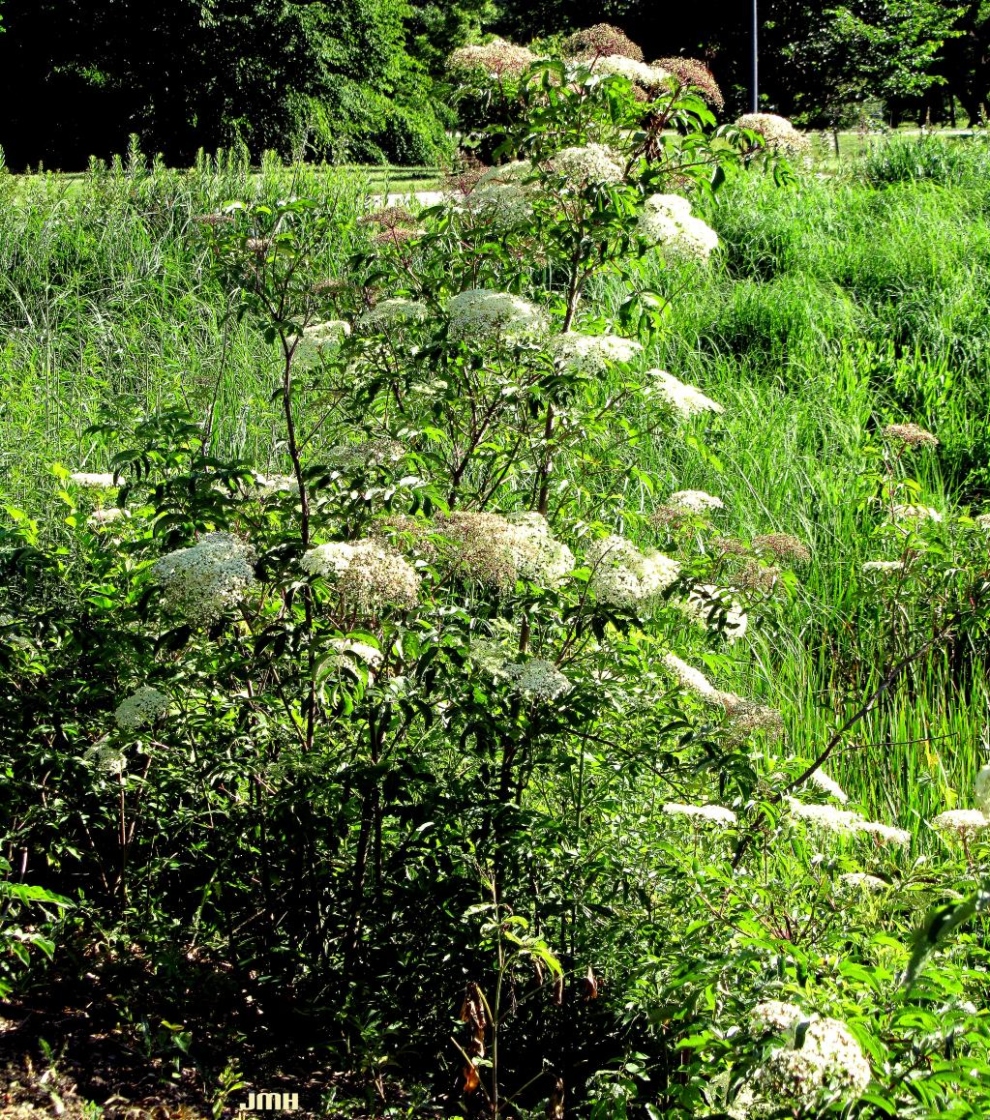 Sambucus canadensis (common elderberry), inflorescence, habit