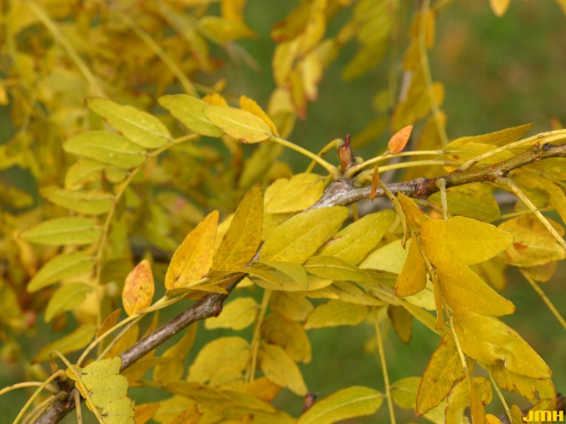 Honey-locust 