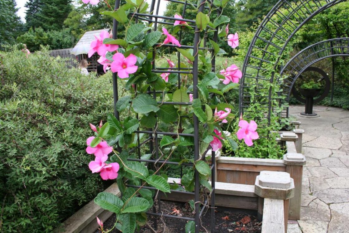 Mandevilla hybrids (Mandevilla), habit