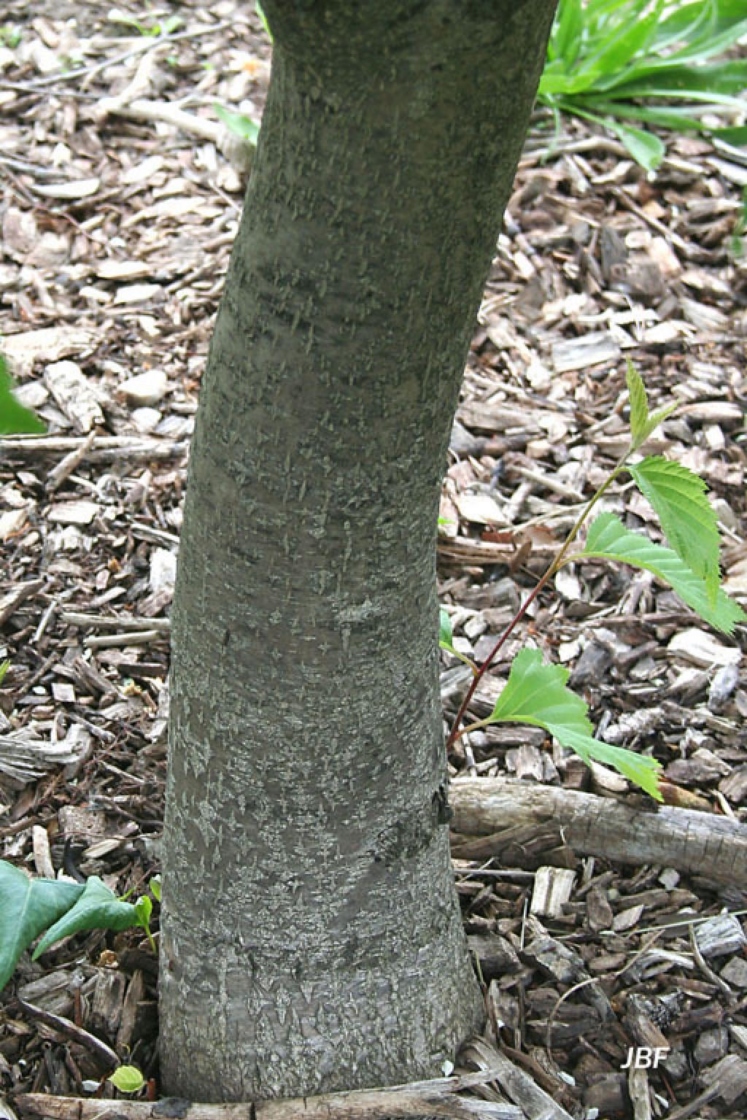 Sorbus alnifolia (Sieb. & Zucc.) K. Koch (Korean mountain-ash), bark