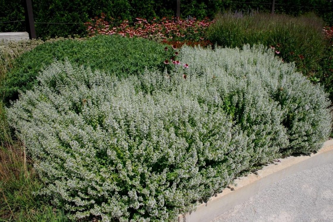 Calamintha nepeta ssp. nepeta (lesser calamint), habit