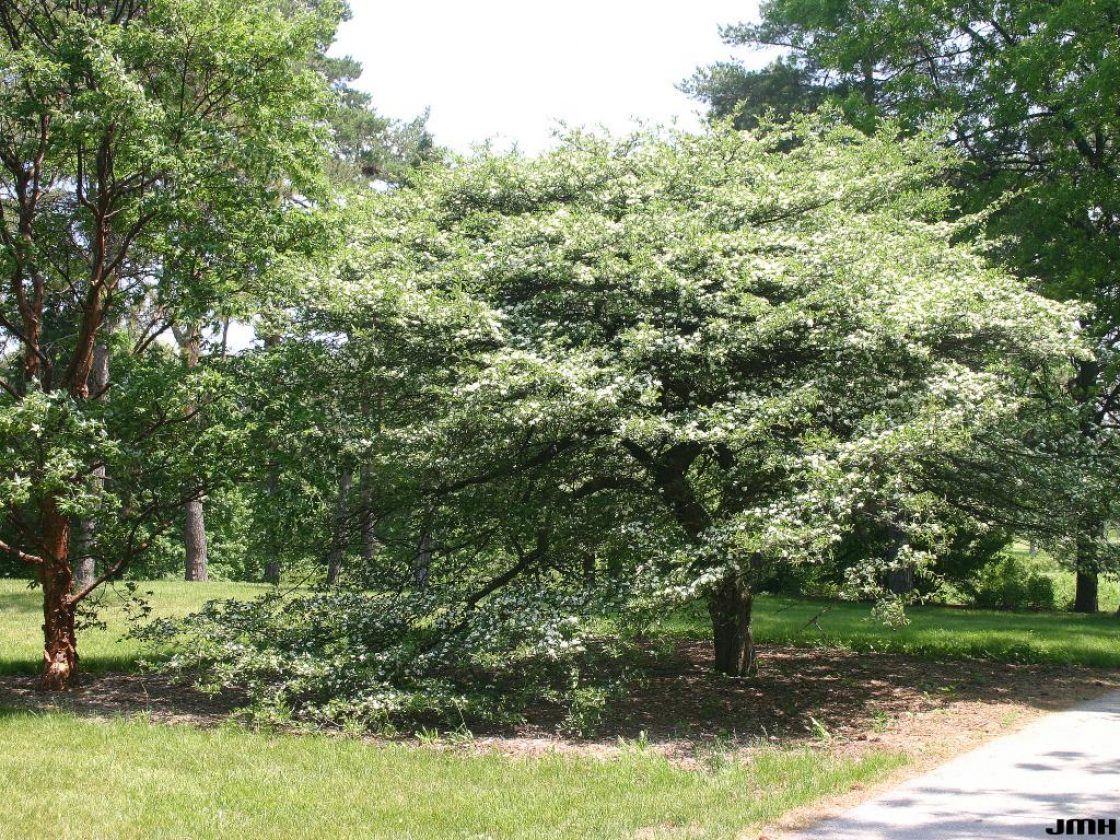 Thornless cockspur hawthorn | The Morton Arboretum