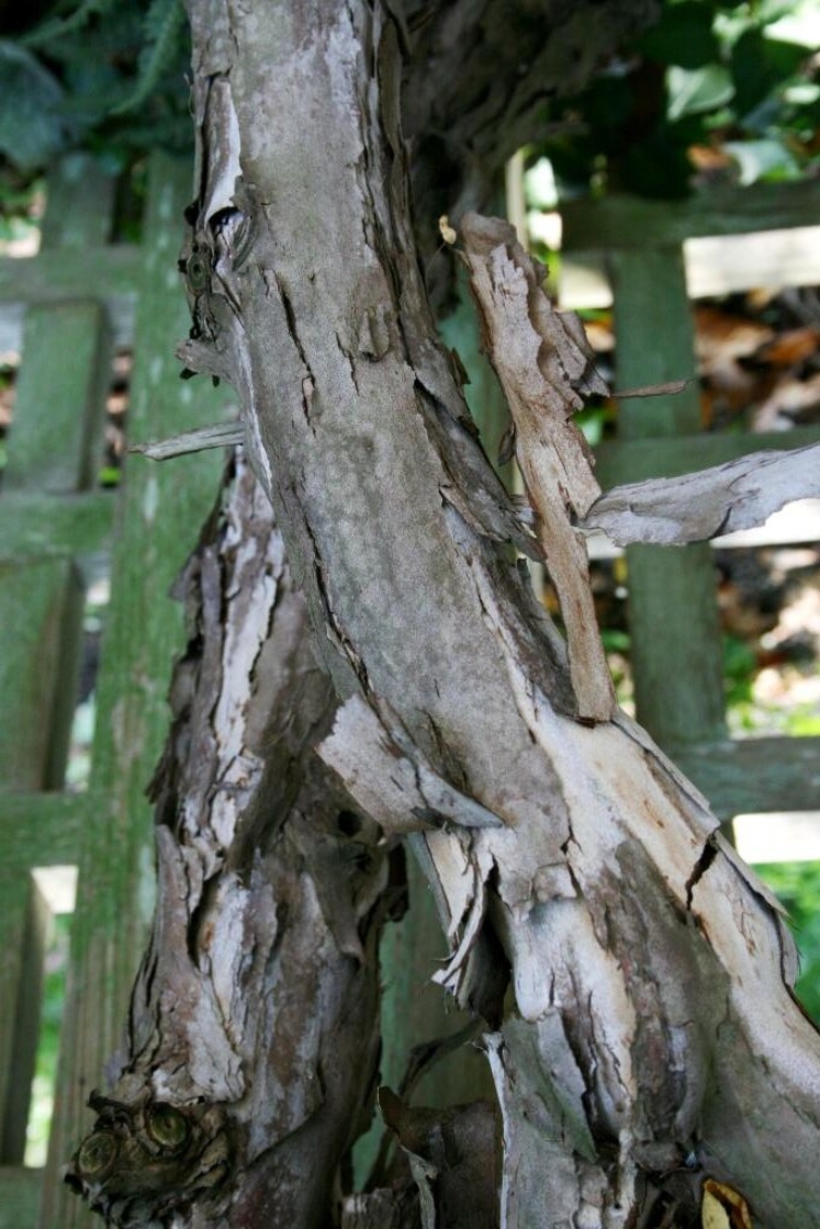 Actinidia arguta (Hardy Kiwi), bark, mature