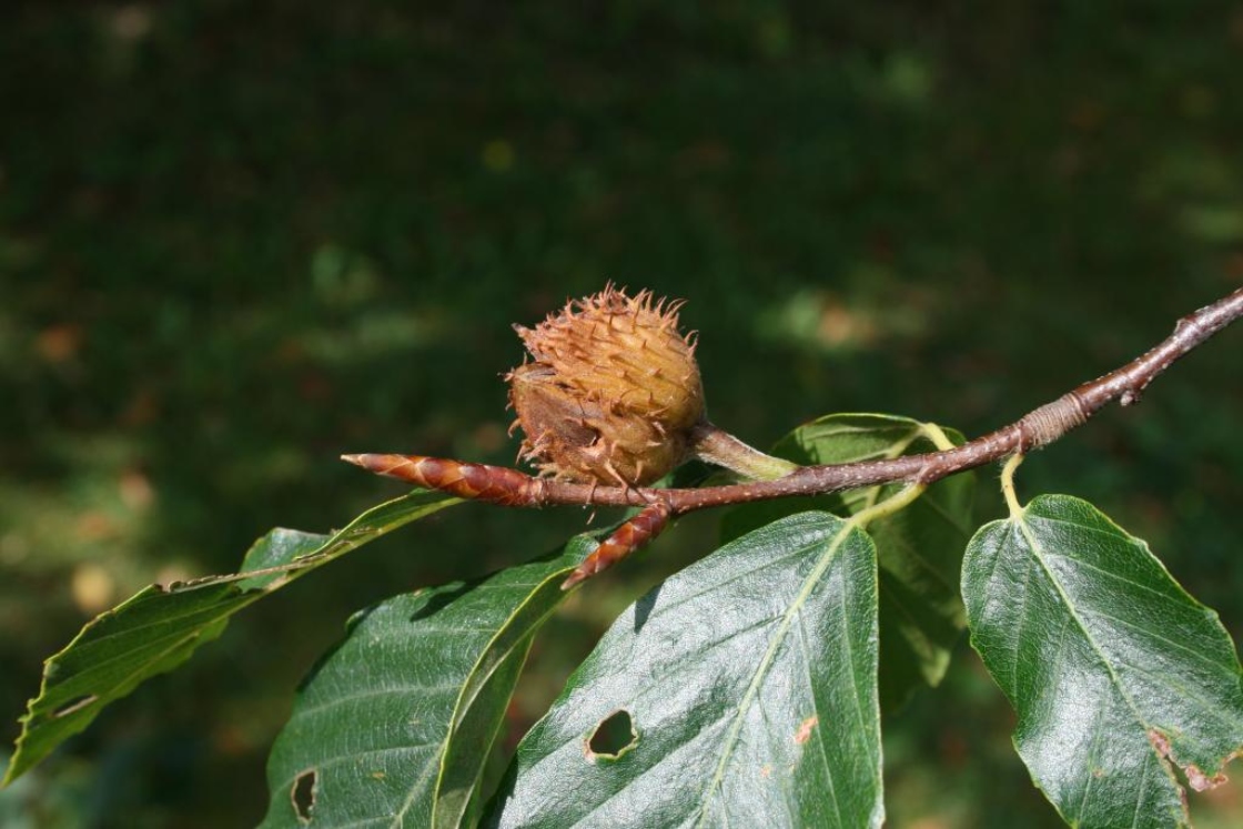 Fagus grandifolia (American Beech), fruit, mature