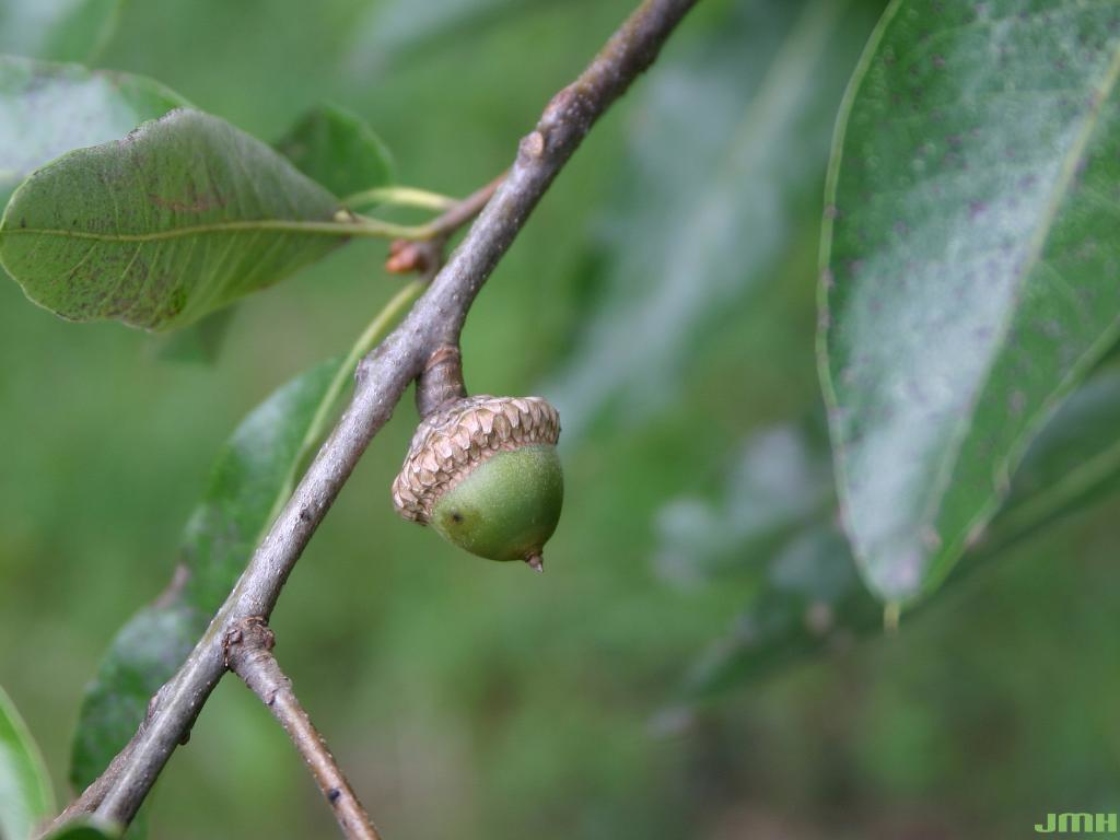 Quercus imbricaria Michx. (SHINGLE OAK), fruit (acorn)