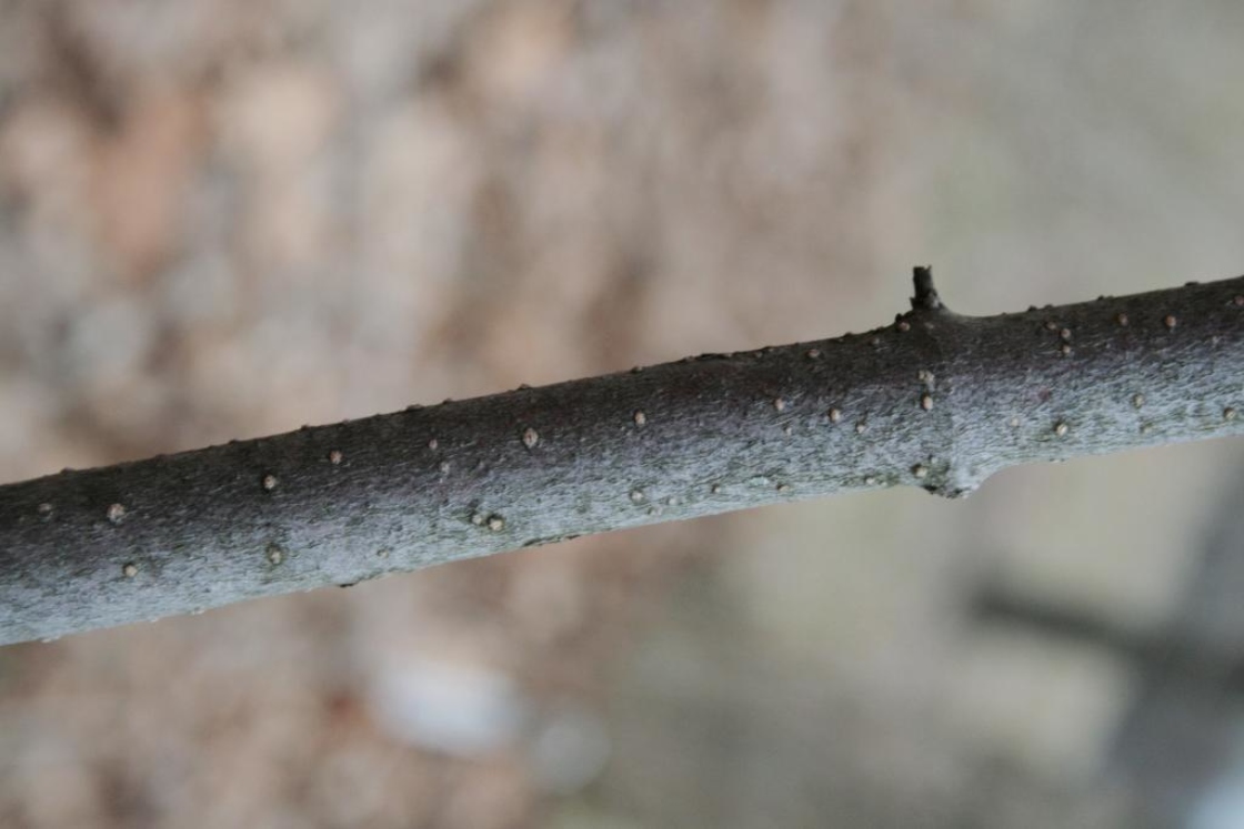 Viburnum acerifolium (Maple-leaved Viburnum), bark, trunk