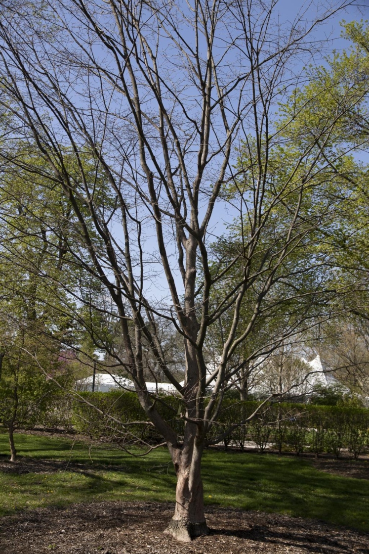 Acer griseum (Franch.) Pax (paper-barked maple), form