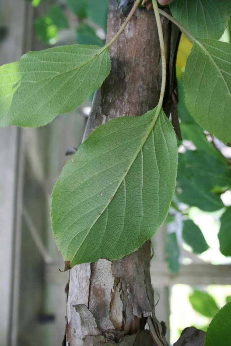 Actinidia arguta (Hardy Kiwi), leaf, lower surface and bark