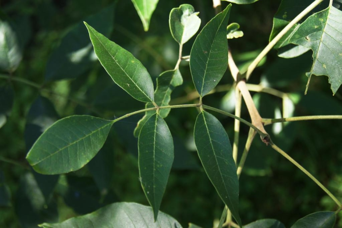 Fraxinus tomentosa (Pumpkin Ash), leaf, upper surface