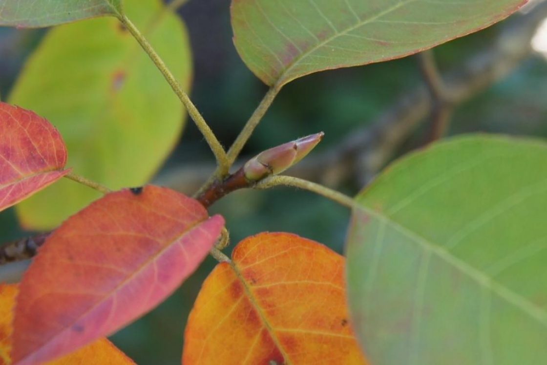 Amelanchier grandiflora 'Autumn Brilliance' (Autumn Brilliance Apple Serviceberry PP5717), bud, terminal