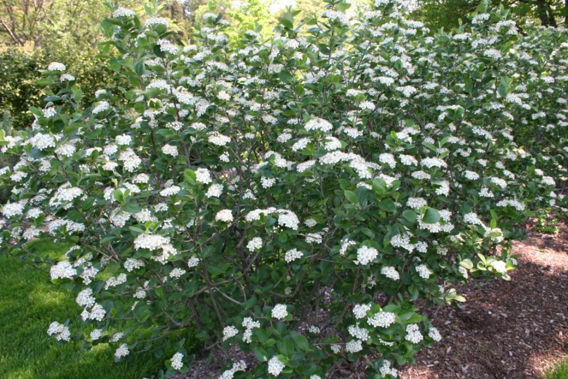 Purple chokeberry The Morton Arboretum