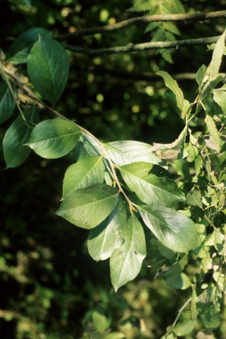 Aronia prunifolia (Marsh.) Rehd. (purple chokeberry), leaves