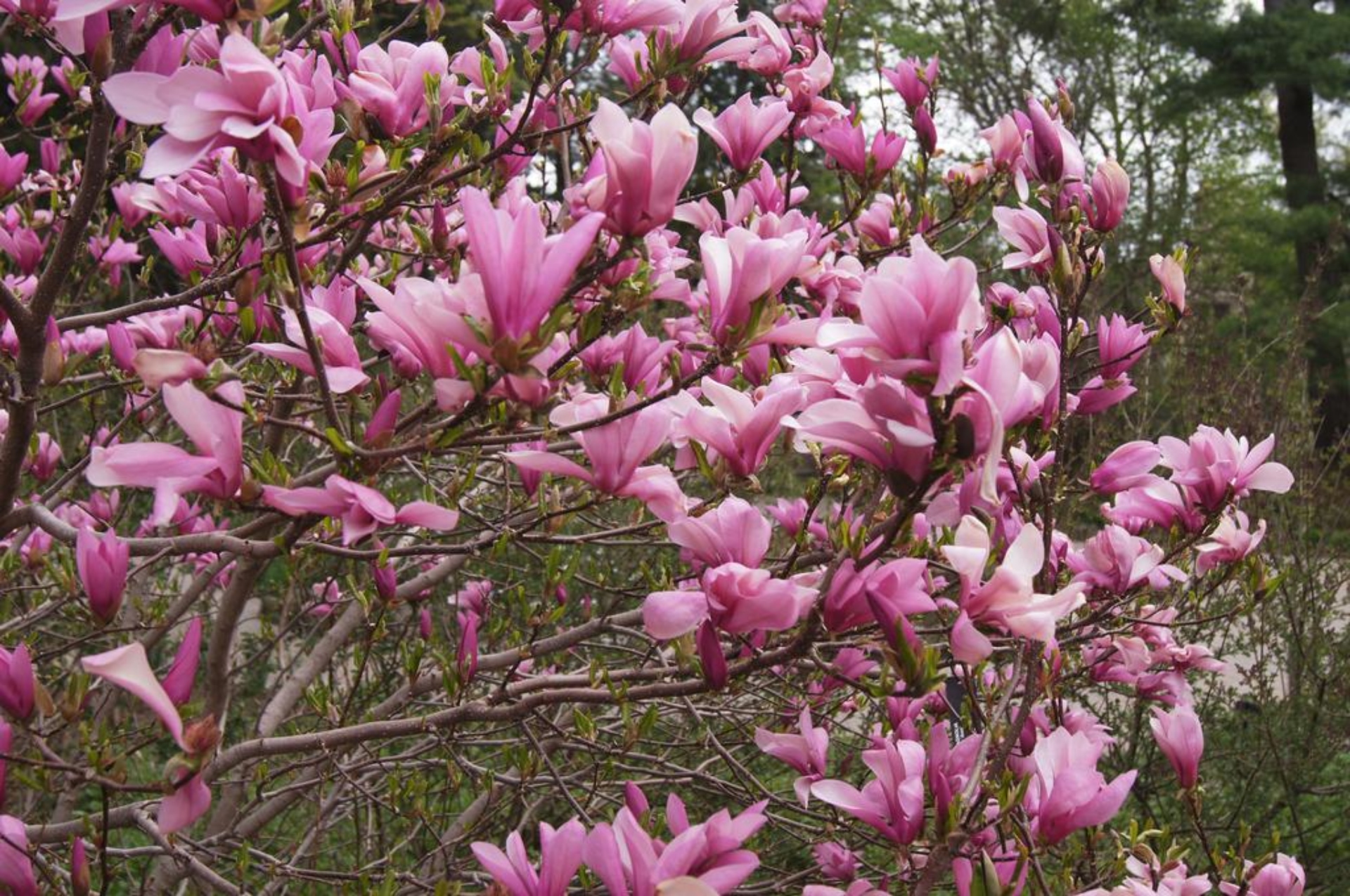 Just Because Magnolia Ann Tree