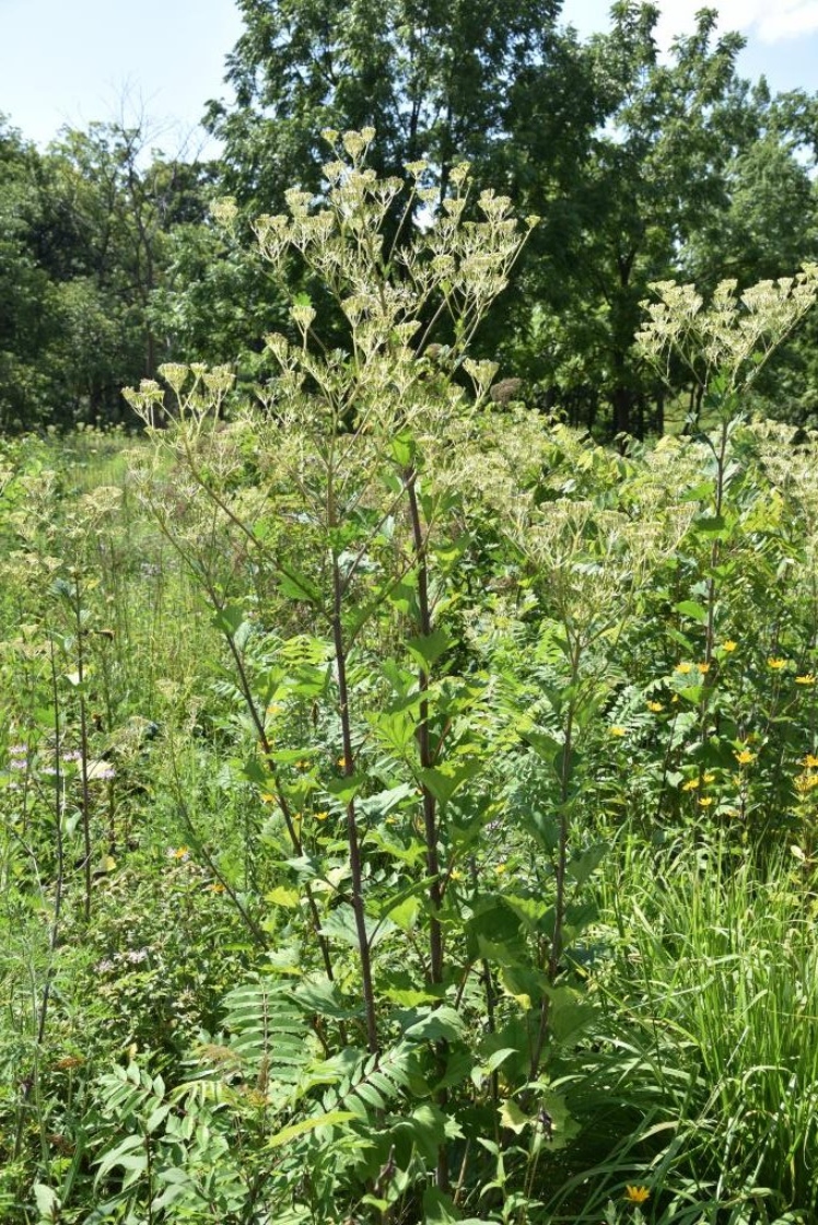 Arnoglossum atriplicifolium (Pale Indian-plantain), habit, summer