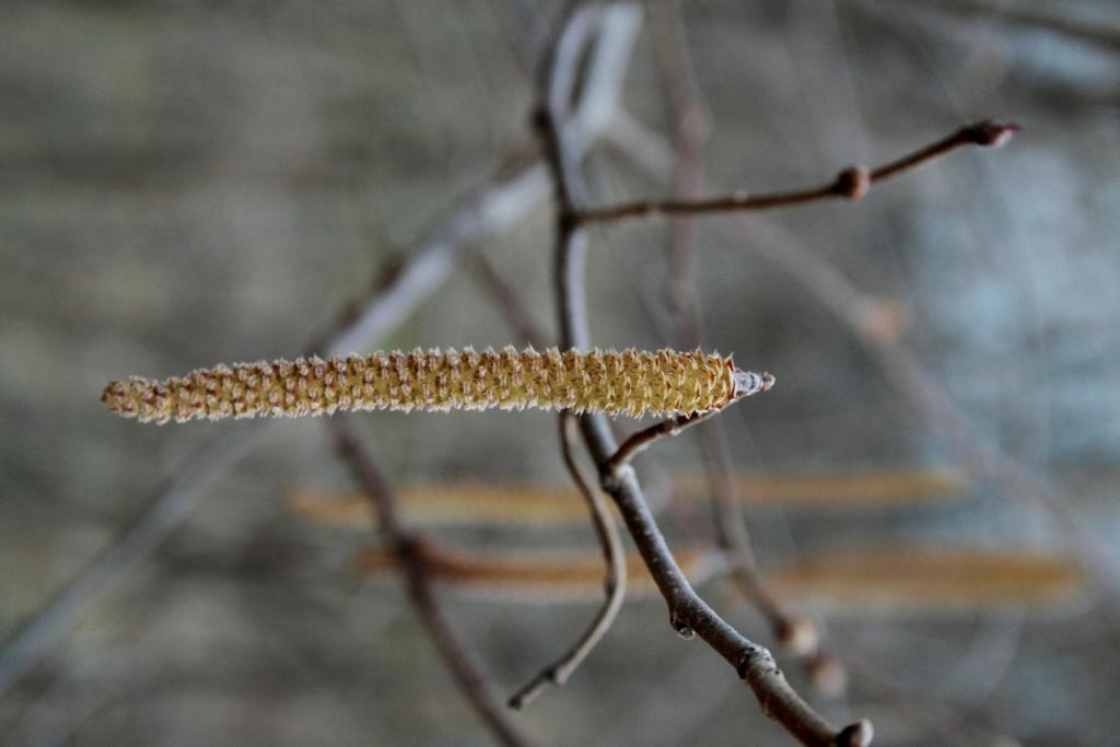 Corylus americana (American Hazelnut), flower, staminate