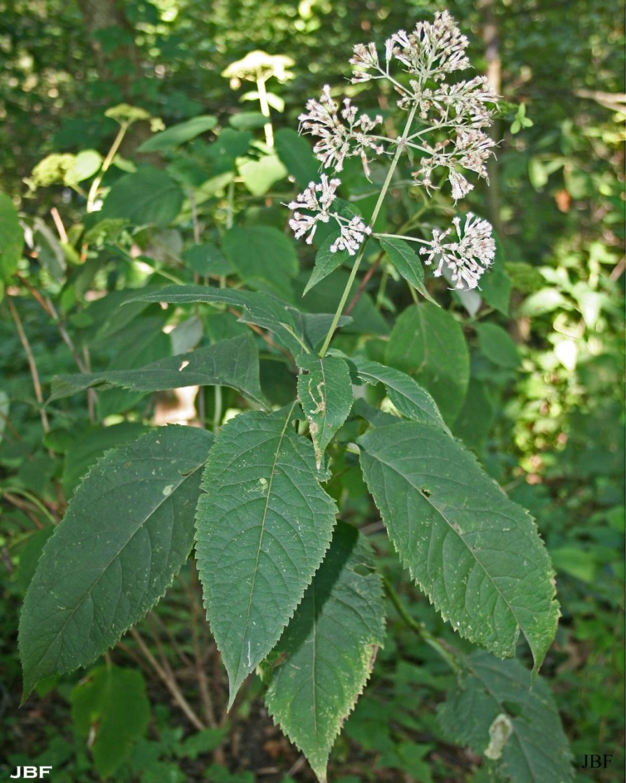 Hydrangea radiata (Silver-leaved hydrangea), inflorescence and foliage