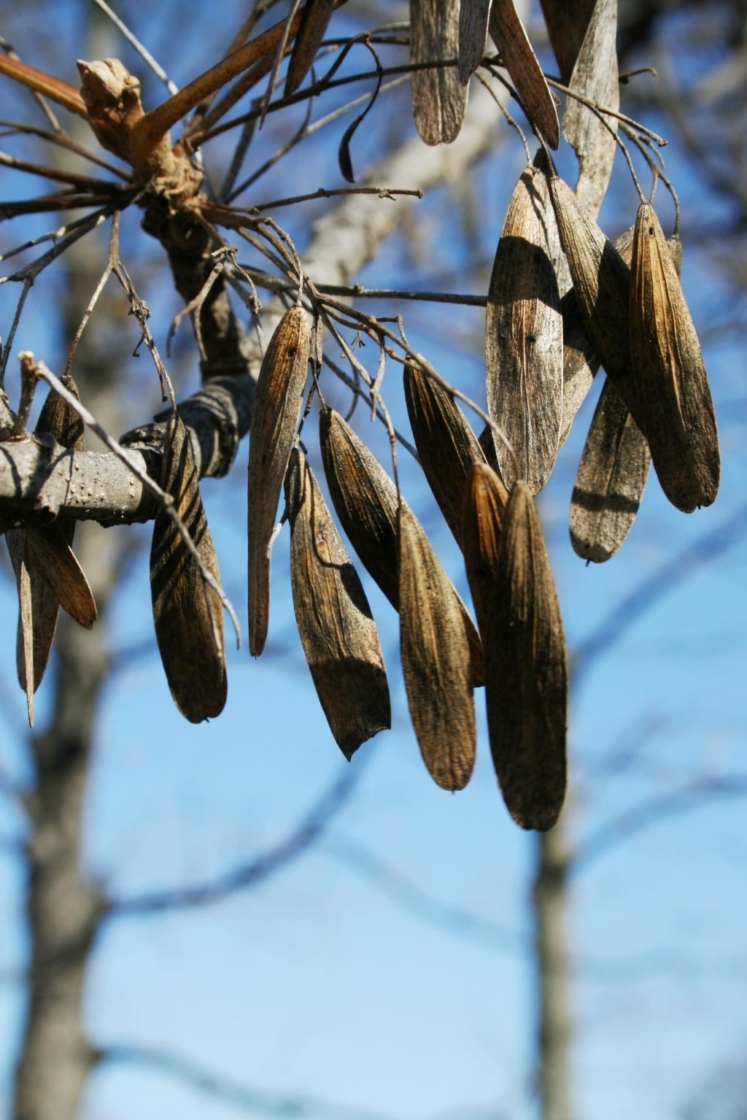 Blue ash (Not recommended) | The Morton Arboretum