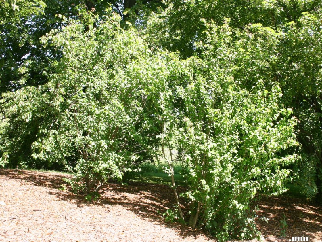 Hibiscus syriacus L. (rose-of-sharon), growth habit, shrub form