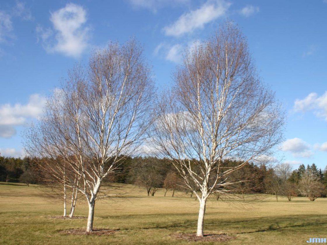 White Satin™ Birch | The Morton Arboretum