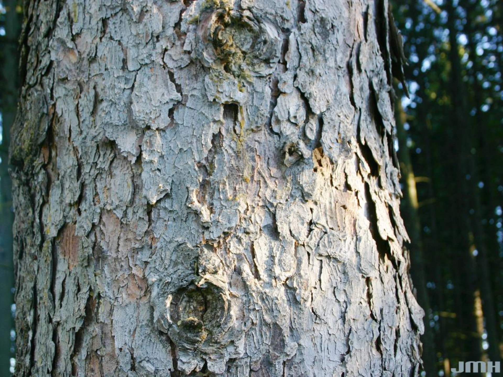 Norway Spruce The Morton Arboretum