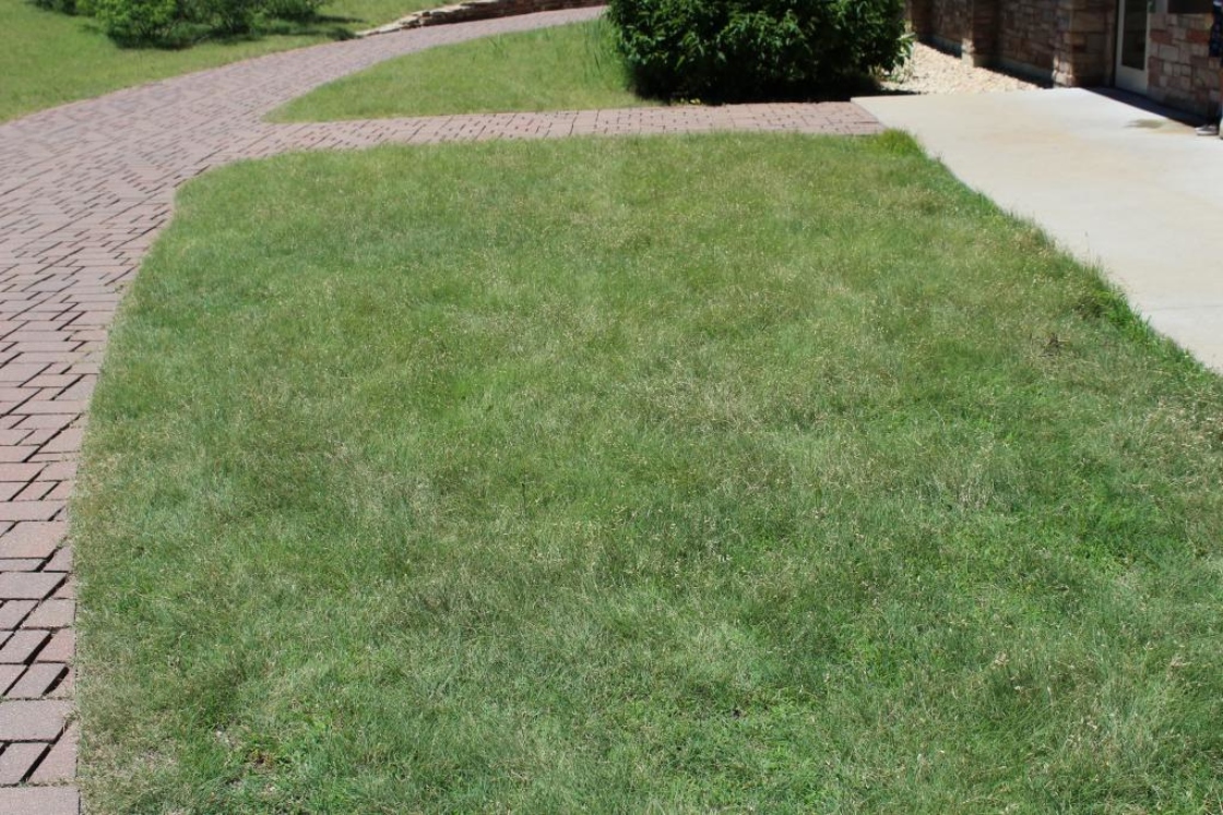 Buchloe dactyloides (buffalo grass), habit