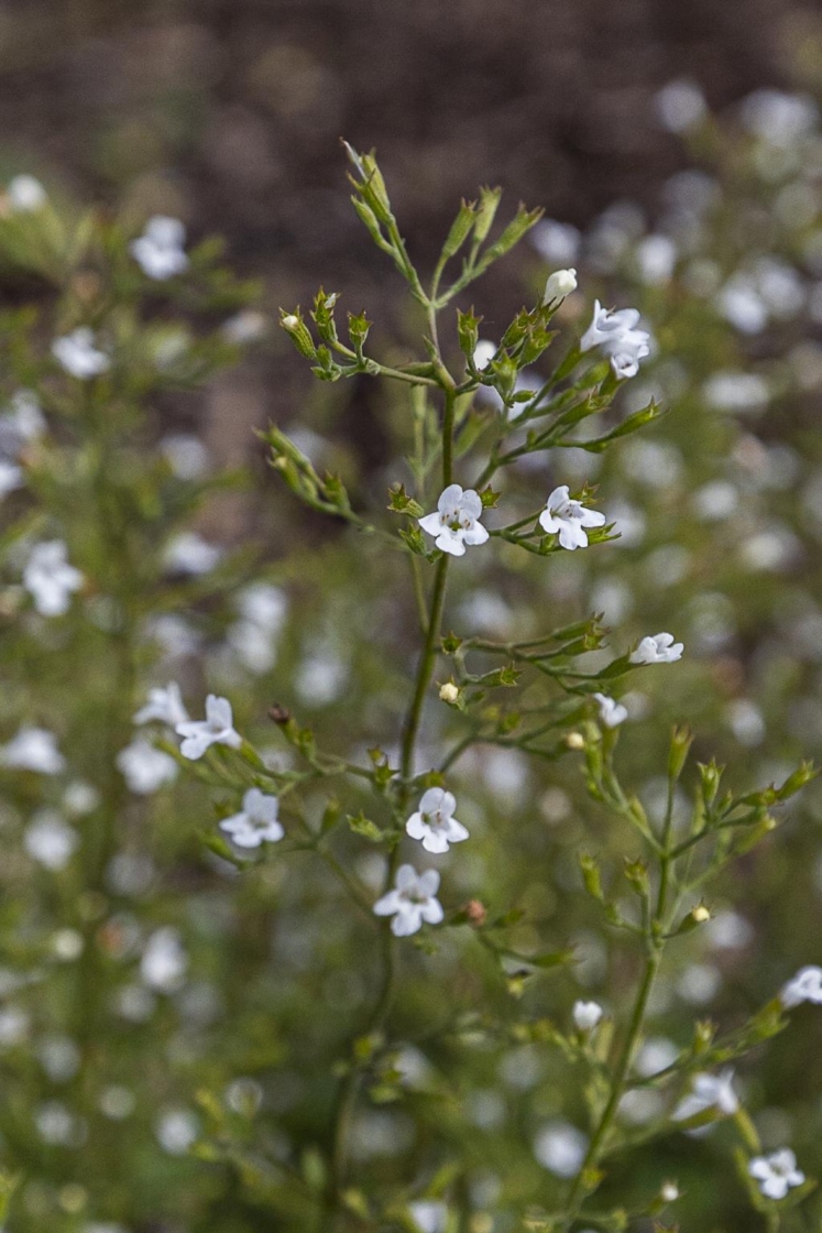 Calamintha nepeta ssp. nepeta (lesser calamint), flowers