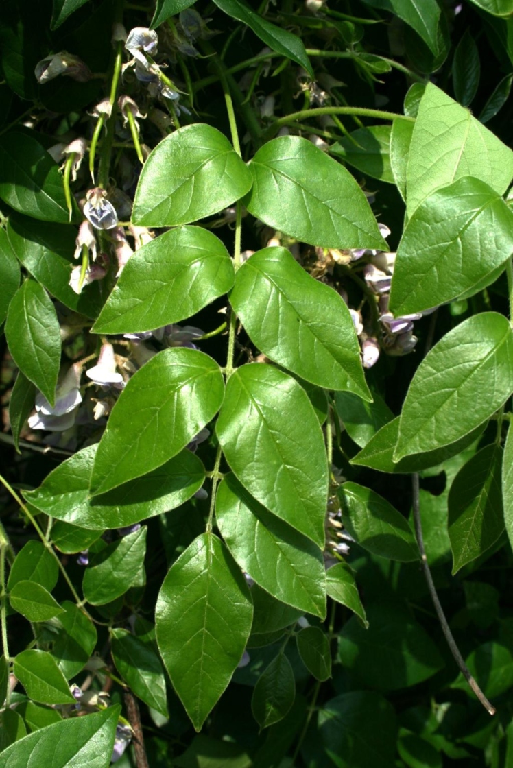 Wisteria frutescens (American Wisteria), leaf, spring, leaf, upper surface