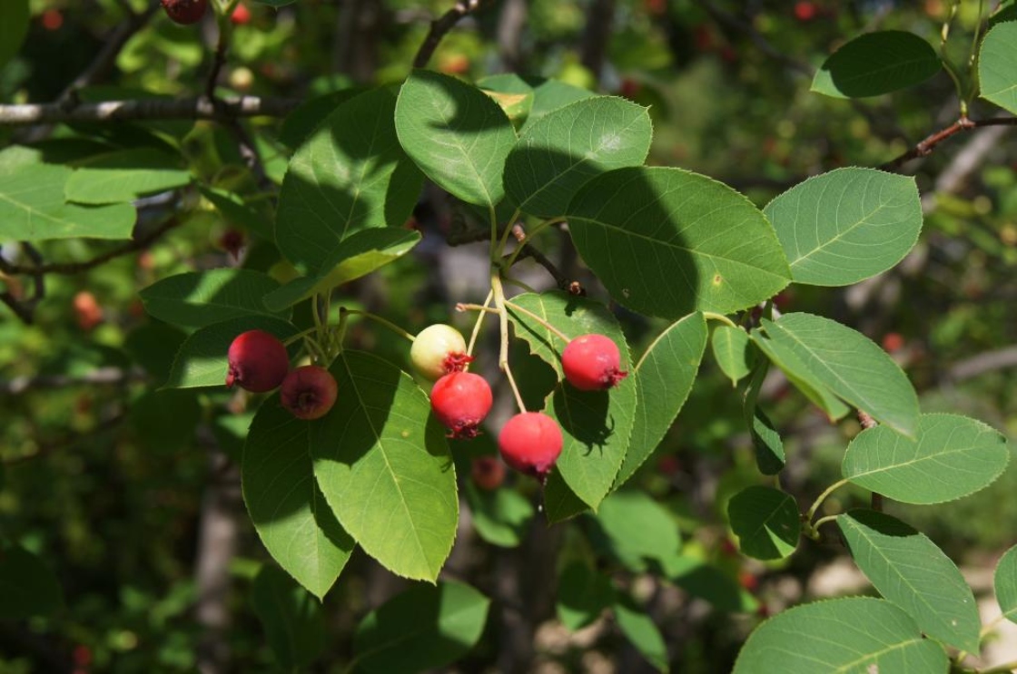 Amelanchier ×grandiflora 'Autumn Brilliance' (Autumn Brilliance Apple Serviceberry PP5717), infructescence
