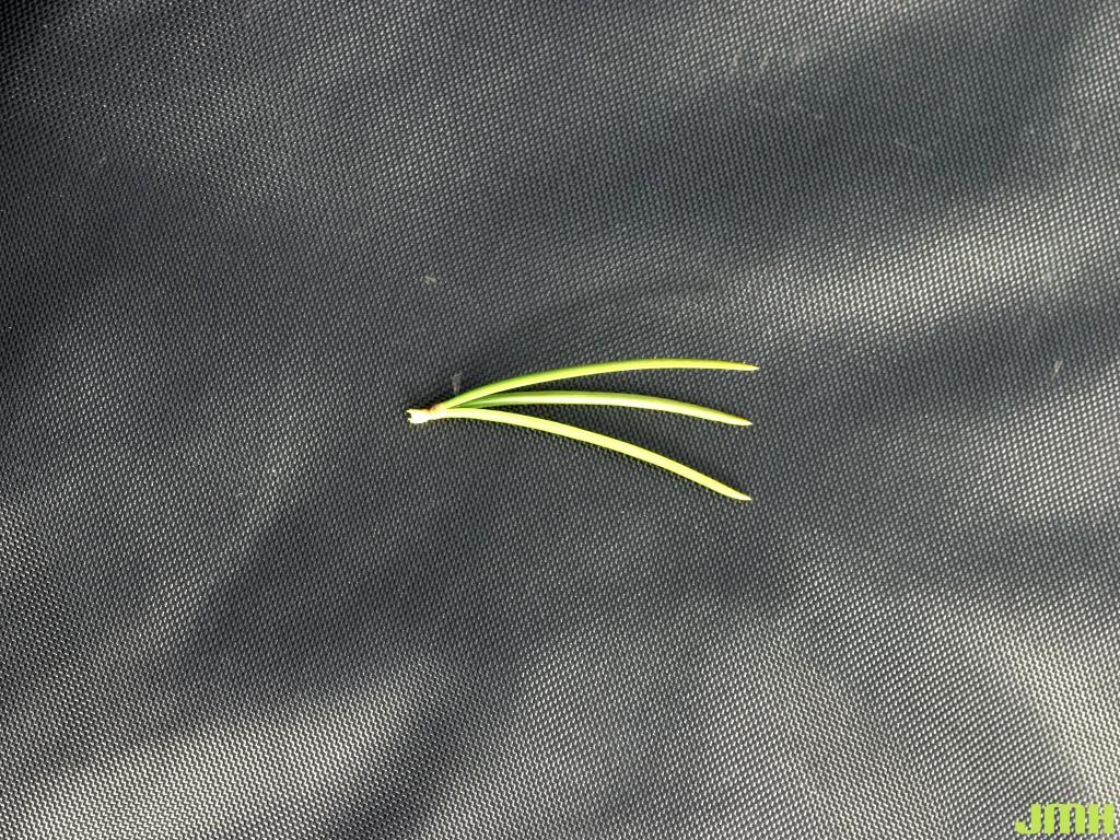 Pinus bungeana ‘Silver Ghost’ (Silver Ghost lacebark pine), needle configuration