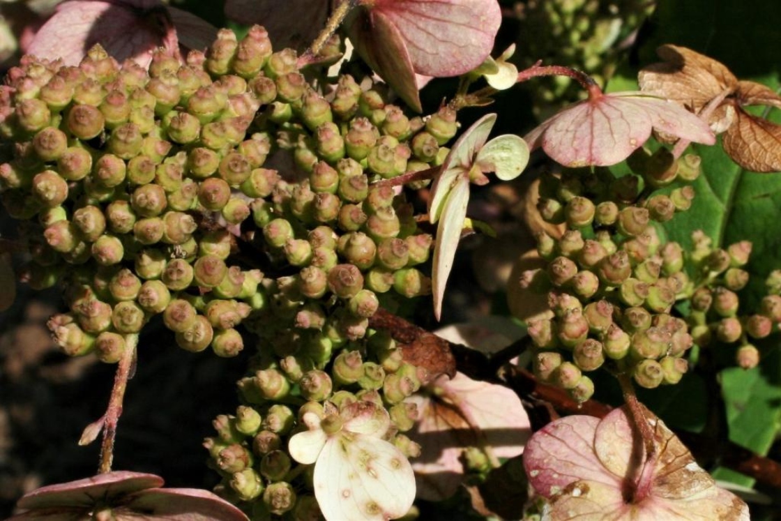Hydrangea paniculata 'Dharuma' (Dharuma Dwarf Panicled Hydrangea), fruit, immature