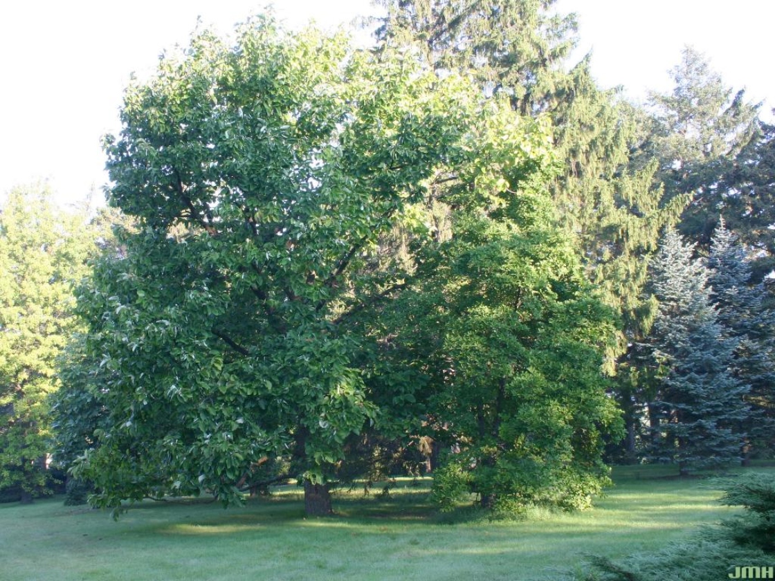 Magnolia acuminata L. (cucumbertree), growth habit, tree form