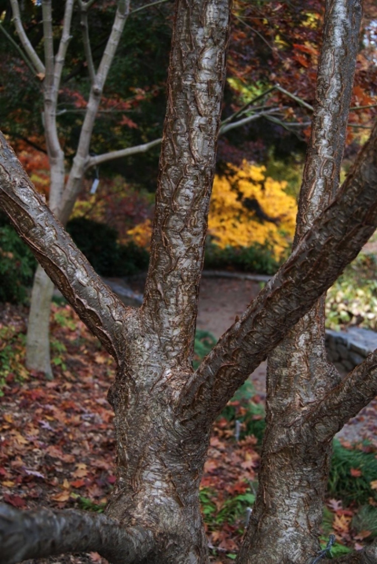 Maackia amurensis Rupr. & Maxim. (Amur maackia), bark, mature