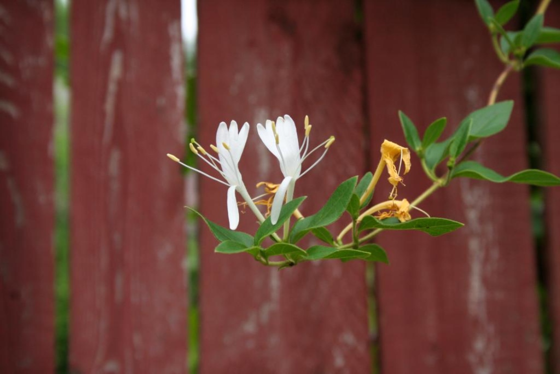 Lonicera japonica Thunb. (Japanese honeysuckle), flowers