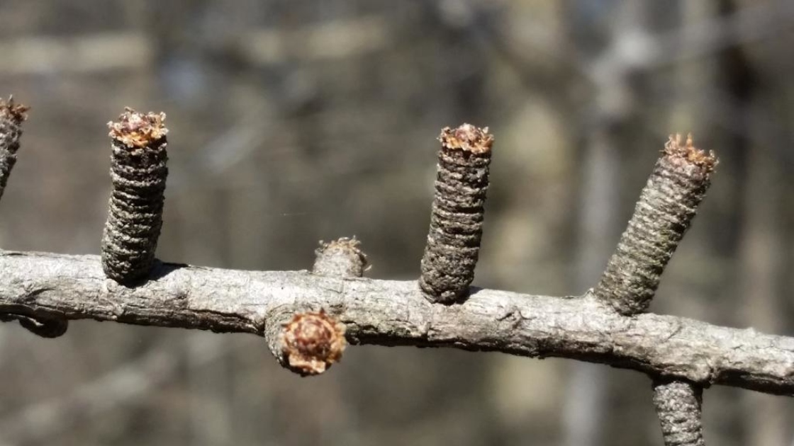 Larix laricina (Tamarack), bud, vegetative