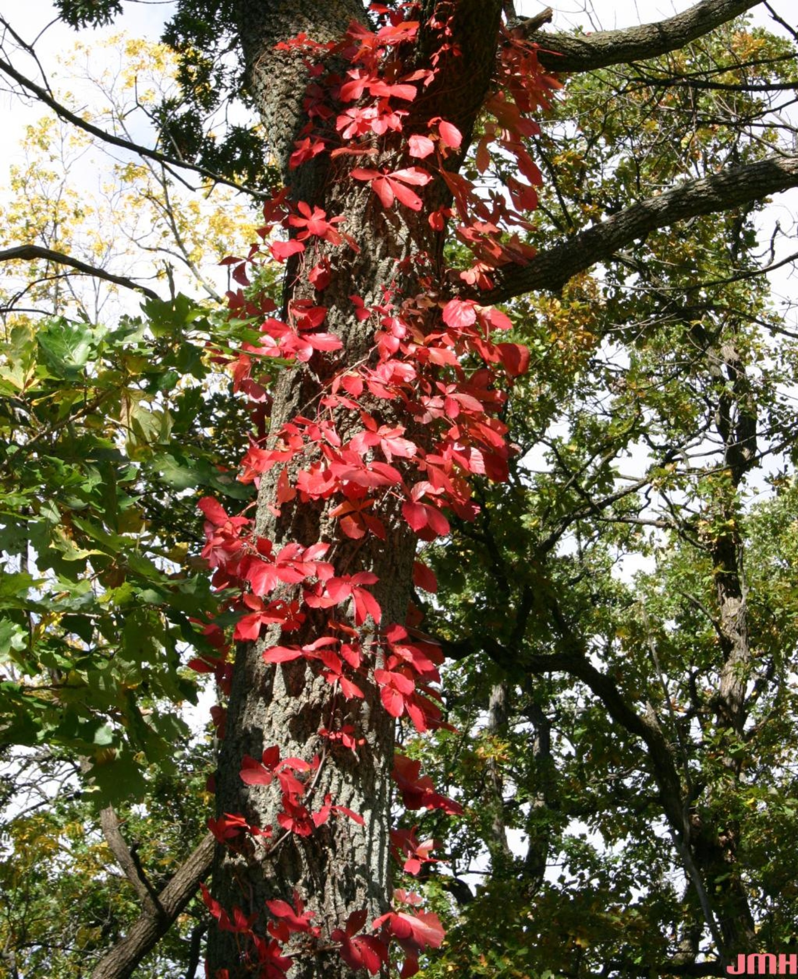 Virginia Creeper Vine - Urban Forest Dweller