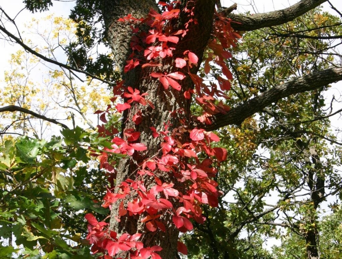 Virginia Creeper showing autumn color transformation with deep crimson foliage creating dramatic seasonal display